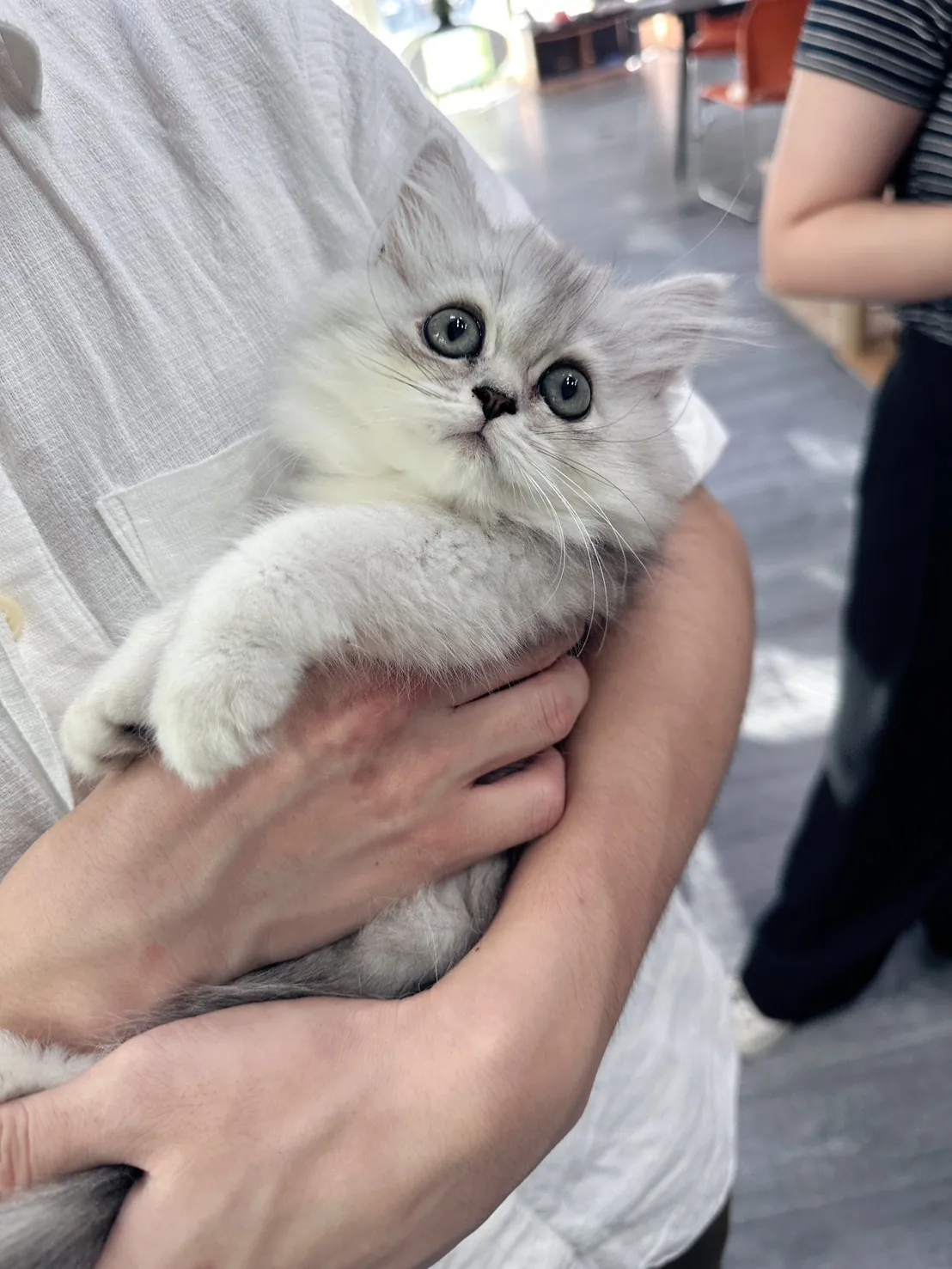 貓咪頭像