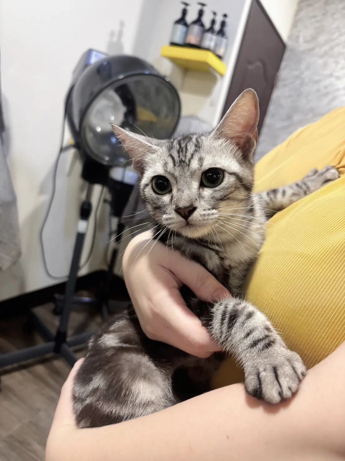 貓咪頭像