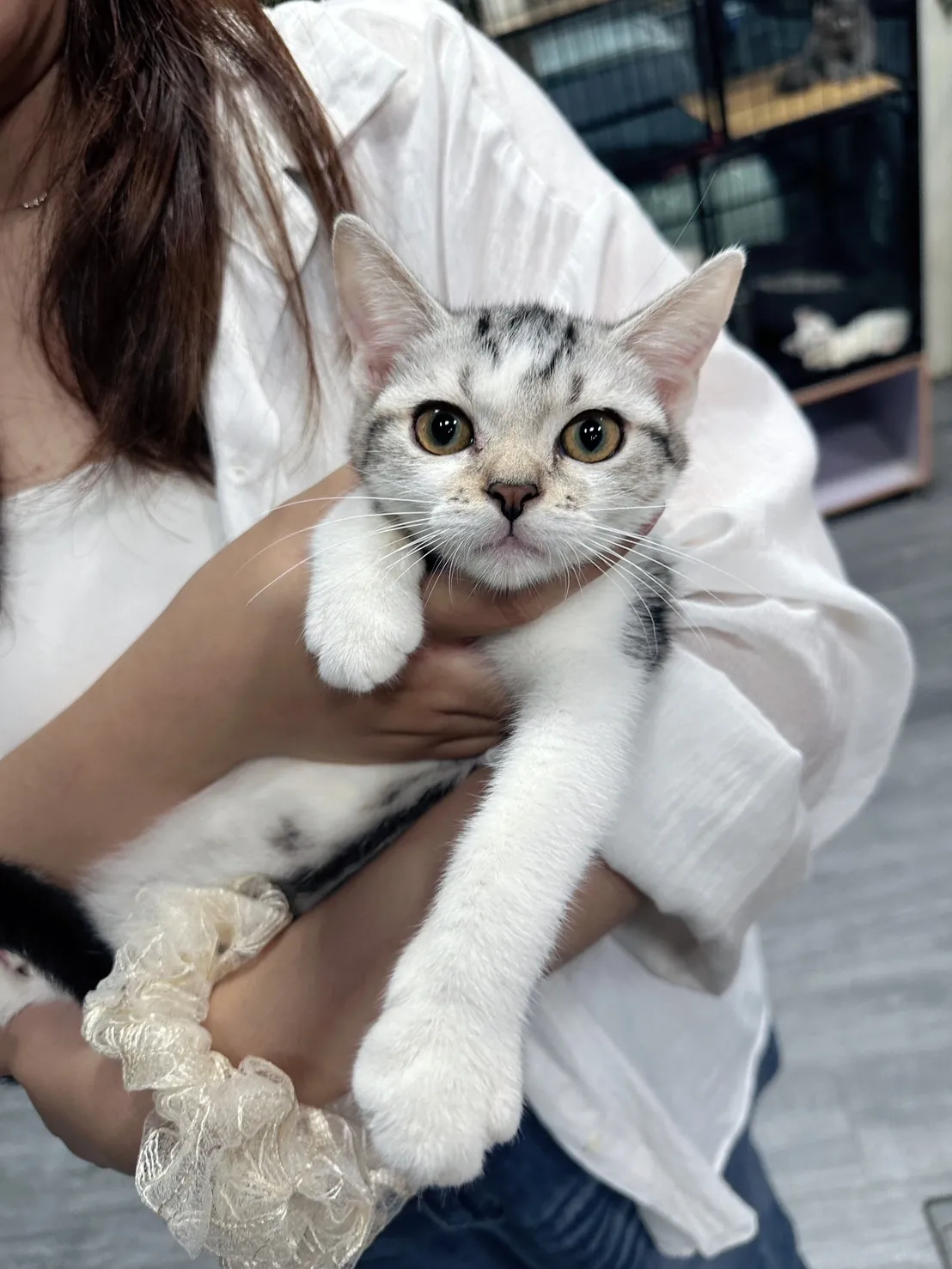 貓咪頭像