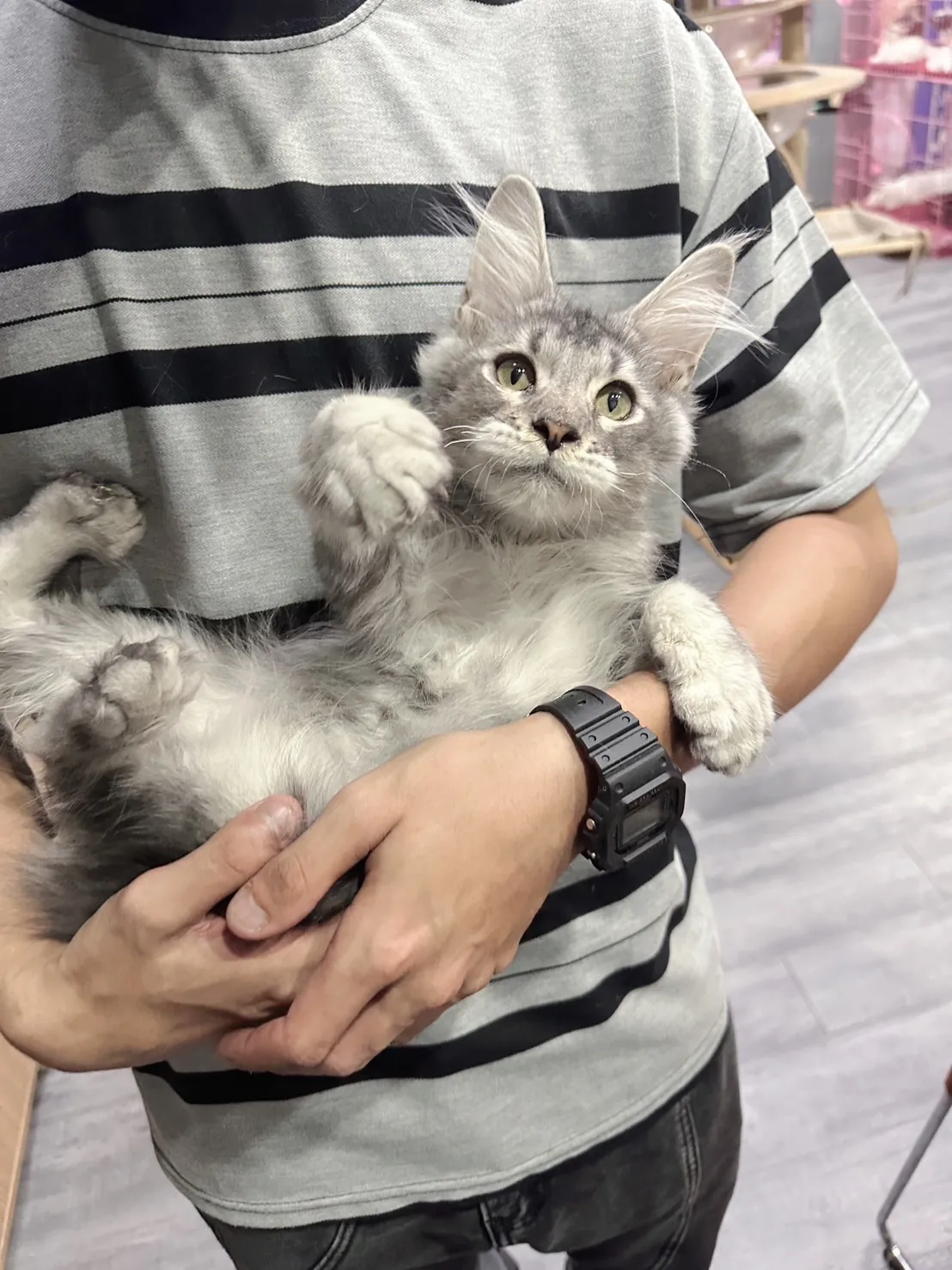 貓咪頭像