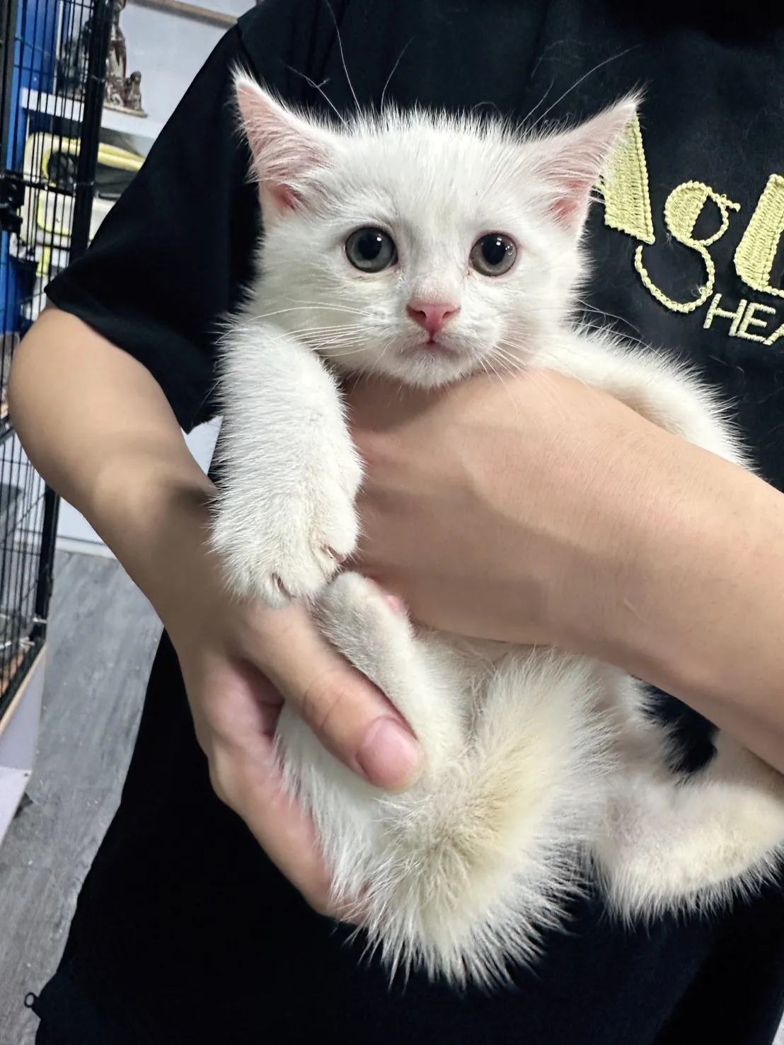 貓咪頭像