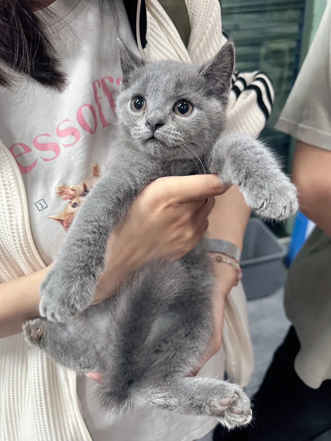 貓咪頭像